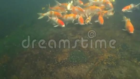 锦鲤池塘水下视频视频的预览图
