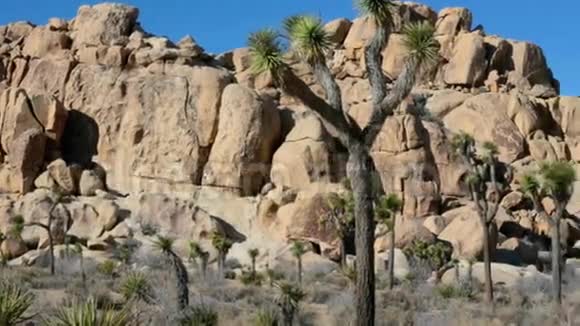 加州乔舒亚树国家公园的树木和岩石视频的预览图