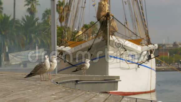 在巴塞罗那兰布拉德尔马的船只和游艇背景下的海鸥视频的预览图