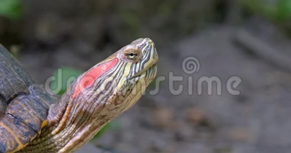 池塘绿海龟视频的预览图