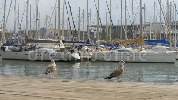 在巴塞罗那兰布拉德尔马的船只和游艇背景下的海鸥视频的预览图