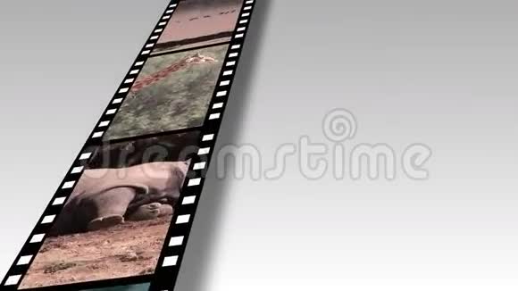 非洲野生动物镜头的拼贴视频的预览图