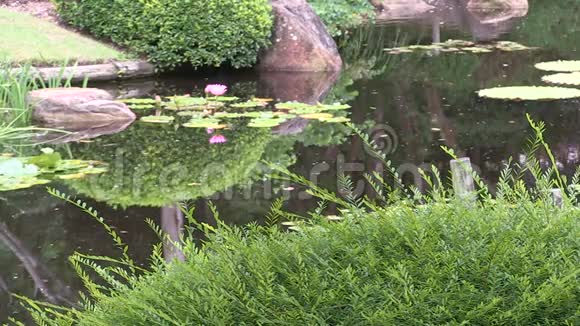 澳大利亚布里斯班植物园日本花园池塘里的粉红睡莲视频的预览图