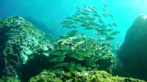 西班牙马洛卡水下潜水萨勒马学校视频的预览图