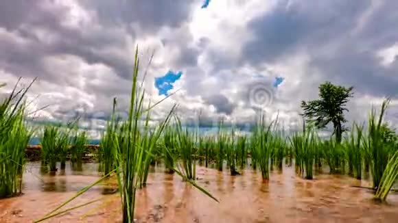时光流逝云在稻田上移动视频的预览图