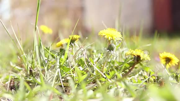 黄蒲公英在绿草中快关门会飞的昆虫视频的预览图