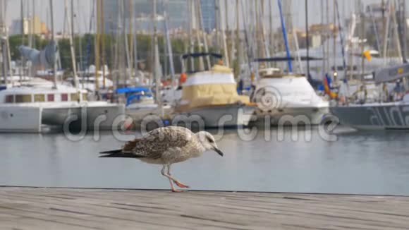 巴塞罗那港兰布拉德尔马木码头上的海鸥座位视频的预览图