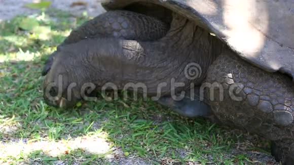 阿尔达布拉巨龟吃草视频的预览图