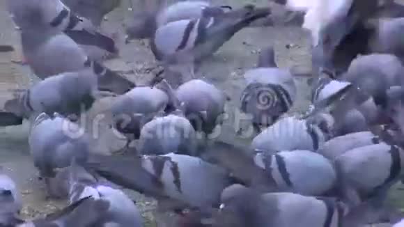 印度拉贾斯坦邦斋浦尔市的许多鸽子视频的预览图