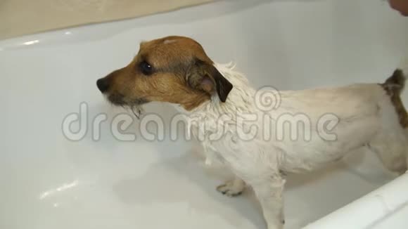 厕所里的狗洗衣服的狗杰克罗素猎犬视频的预览图