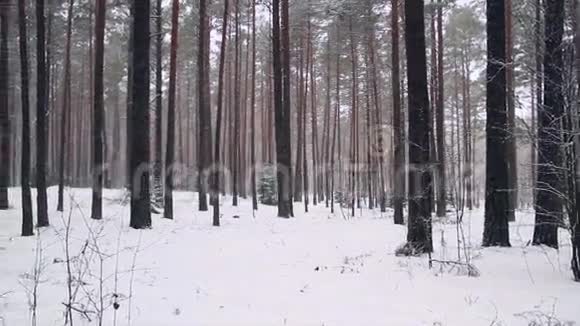 冬林全景视频的预览图