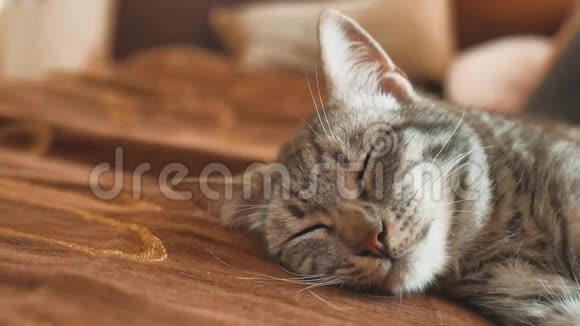 睡眠条纹猫猫完美的梦想猫睡觉的生活方式在毯子里选择性的专注猫睡觉视频的预览图