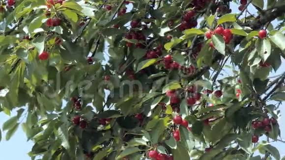 樱桃树和成熟的樱桃视频的预览图