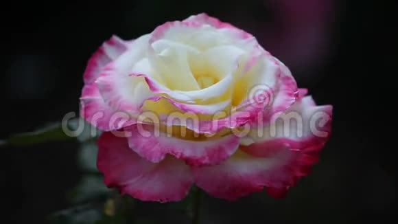 花园玫瑰视频的预览图