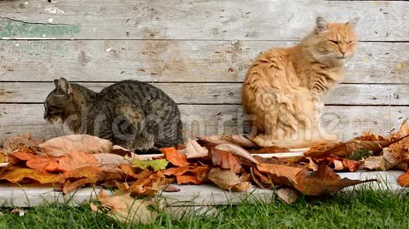 花园里两只猫在秋天落叶视频的预览图