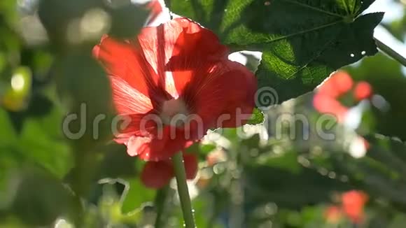 绿色背景下的红花清晨自然慢动作视频视频的预览图