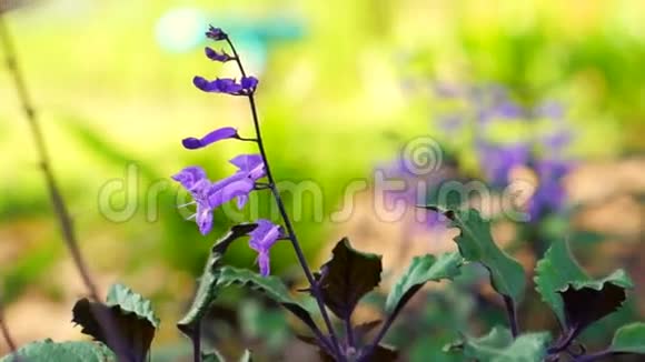 田野里的紫色花朵移动的摄像机视频的预览图