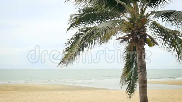 泰国恰姆海滩上的椰子树视频的预览图