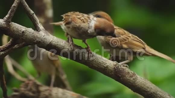 两只菲律宾玛雅鸟欧亚树麻雀或帕瑟蒙塔纳斯栖息在树枝上寻找食物视频的预览图