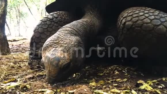 坦桑尼亚桑给巴尔岛保护区的巨型乌龟视频的预览图