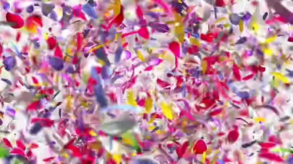 爆炸花花瓣在4K视频的预览图