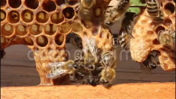 蜜蜂女王的诞生视频的预览图