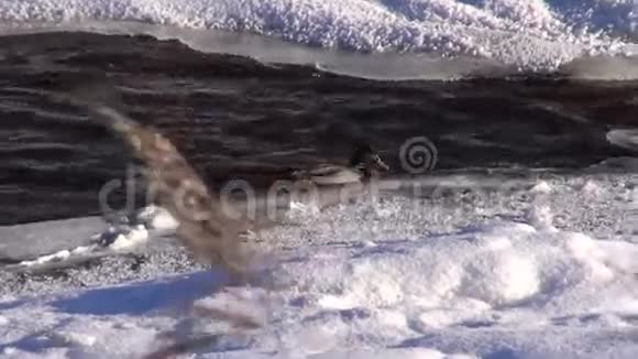 一只鸭鸭嘴兽在冬季河水上视频的预览图