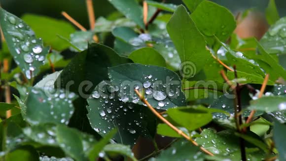 树叶上的雨滴视频的预览图