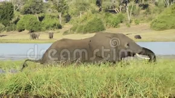 水中的大象视频的预览图