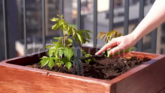 园艺和园艺在城市的一个露台上的盒子里种植着少女葡萄视频的预览图