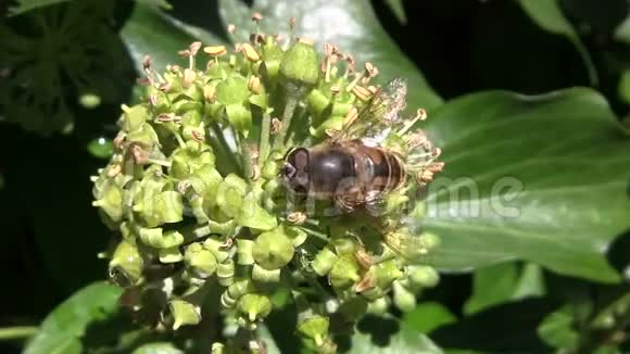 十月蜜蜂在常春藤的花朵上寻找食物视频的预览图