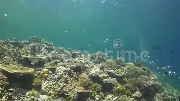 带蝴蝶鱼和鹦鹉鱼的珊瑚礁视频的预览图
