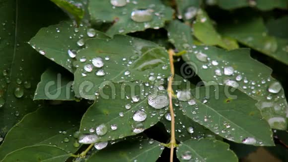 树叶上的雨滴视频的预览图