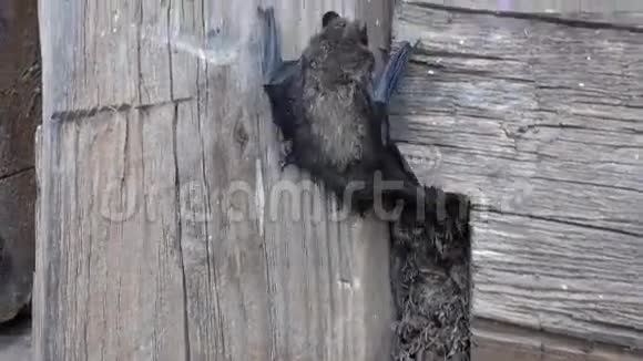 古木墙上的珍稀蝙蝠种类视频的预览图
