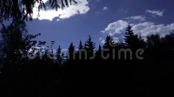 森林剪影逆天视频的预览图
