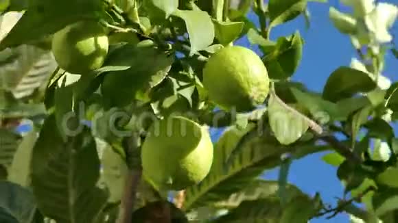 枝树上未成熟的绿色柠檬视频的预览图