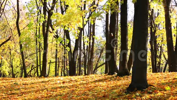 秋天的公园有一片枫树的落叶视频的预览图