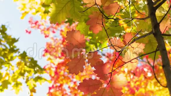 叶子明亮的小红橡木秋时泛视频的预览图