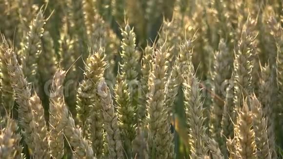 麦田一大堆麦子都结了草甸麦田成熟穗的背景视频的预览图