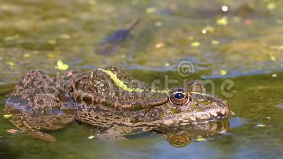 河里的绿蛙特写镜头水生植物蟾蜍肖像面视频的预览图