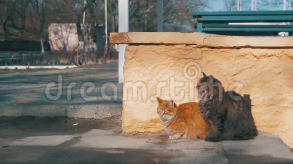 早春街道上的两只灰猫和红猫视频的预览图