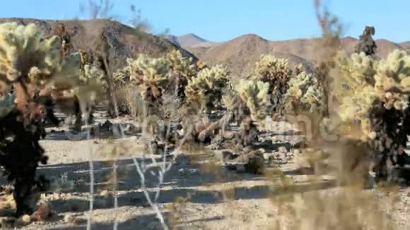 加州乔舒亚树的树木和岩石视频的预览图
