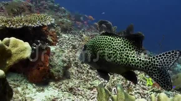 海中珊瑚礁上的黑斑鱼视频的预览图