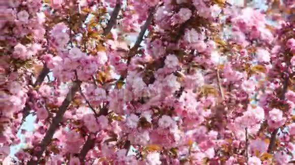 五彩缤纷的春天树视频的预览图