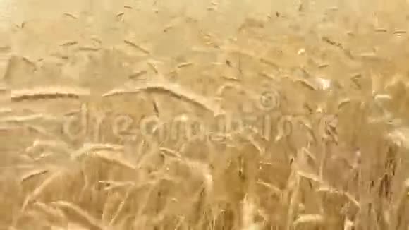 黑麦农业田间收获时间视频的预览图