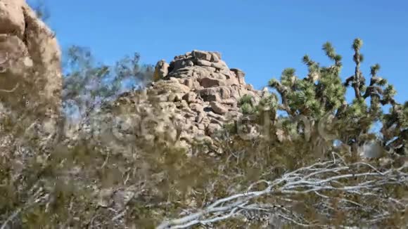 加州乔舒亚树国家公园的树木和岩石视频的预览图