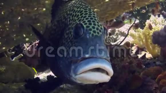 海中珊瑚礁上的黑斑鱼视频的预览图