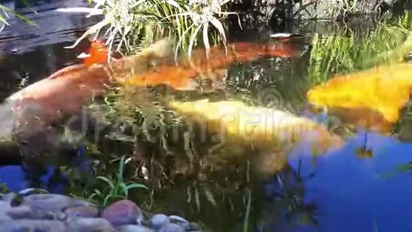 日本鲤鱼在水中日本KOI鲤鱼漂浮在一个装饰池塘里红橙白鲤鱼视频的预览图