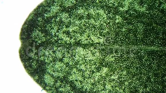 显微镜下植物叶片视频的预览图