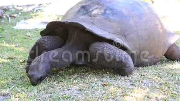阿尔达布拉巨龟吃草视频的预览图